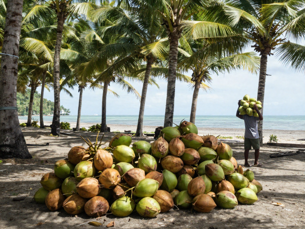Petani